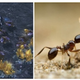 Illustration for article titled Zerg Rushes, Suicide Attacks and Splash Damage: How Real Insect Warfare is Similar to StarCraft